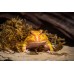 Rana Pacman Apricot - ceratophrys cranwelli